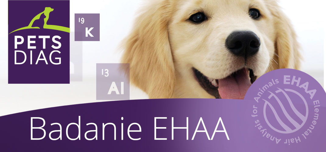 Badanie EHAA, które warto wykorzystać w diagnostyce psa !