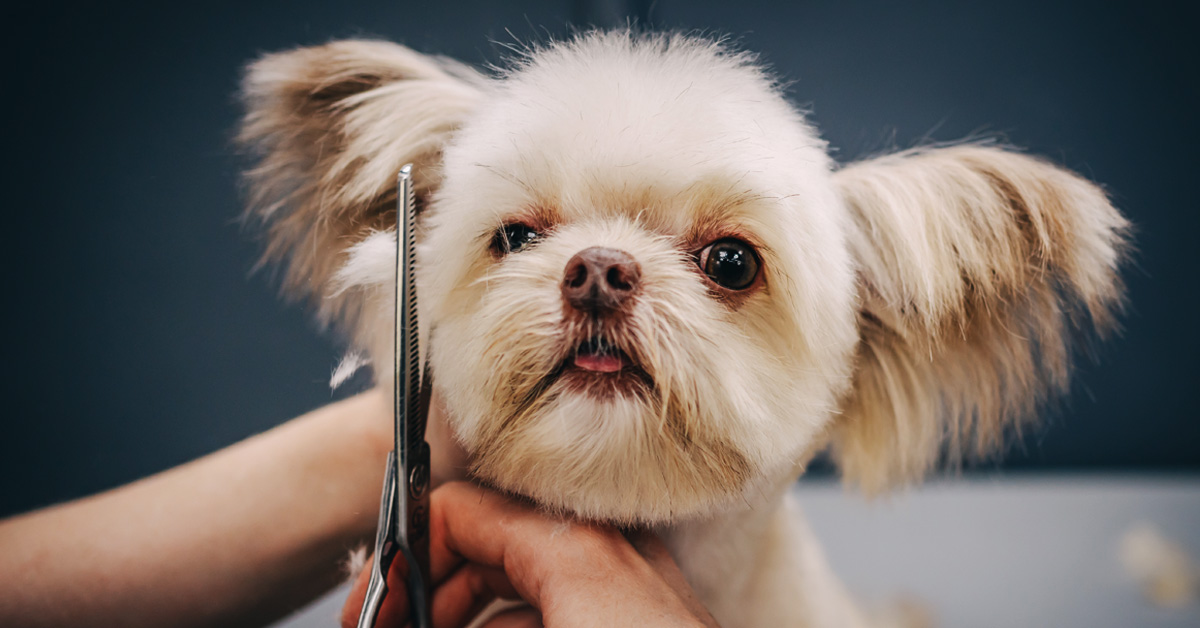 Groomer – psi fryzjer, czyli otwieramy salon piękności dla psów.