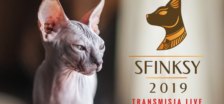 Sfinksy – Plebiscyt na najlepsze produkty dla kotów.
