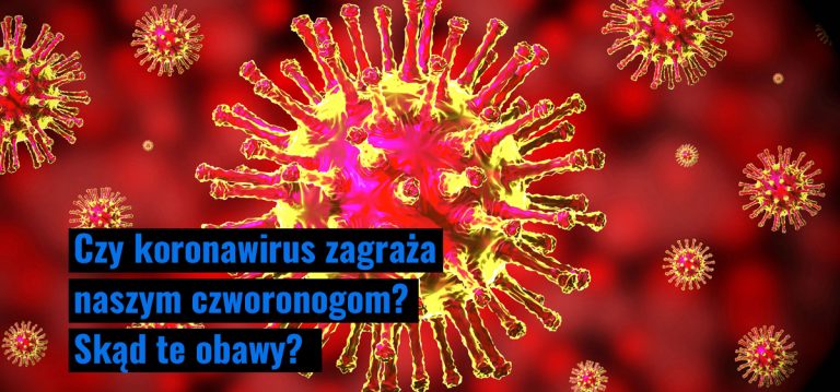 Czy koronawirus zagraża naszym czworonogom?