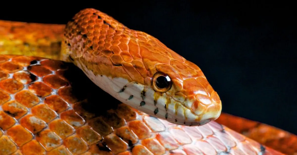 Wąż zbożowy (Pantherophis guttatus) – Najpopularniejszy wąż dla początkującego terrarysty